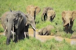 Climate Change Threatens Older Elephants Most, Jeopardizing African Elephants’ Future 